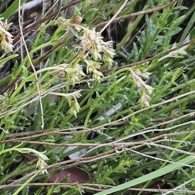 Gonocarpus tetragynus (Common Raspwort) at Belconnen, ACT - 7 Oct 2023 by sangio7