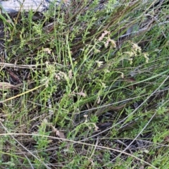 Gonocarpus tetragynus at Belconnen, ACT - suppressed