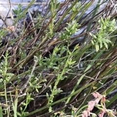 Gonocarpus tetragynus at Belconnen, ACT - 7 Oct 2023