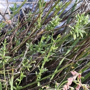 Gonocarpus tetragynus at Belconnen, ACT - suppressed