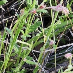 Gonocarpus tetragynus at Belconnen, ACT - 7 Oct 2023