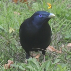 Ptilonorhynchus violaceus (Satin Bowerbird) at Pollinator-friendly garden Conder - 23 Apr 2023 by michaelb