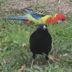 Ptilonorhynchus violaceus at Conder, ACT - 23 Apr 2023