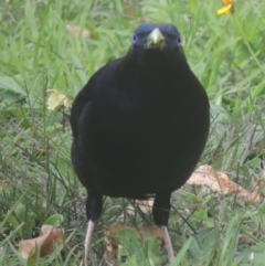 Ptilonorhynchus violaceus at Conder, ACT - 23 Apr 2023