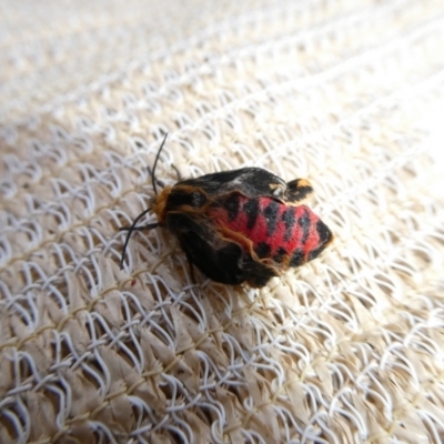 Ardices curvata (Crimson Tiger Moth) at QPRC LGA - 7 Oct 2023 by arjay