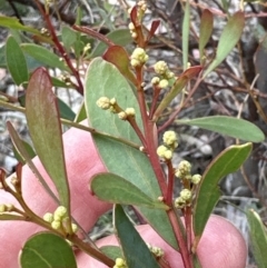 Acacia penninervis var. penninervis (Hickory Wattle) at Mount Taylor - 8 Oct 2023 by lbradley