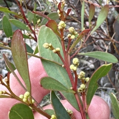 Acacia penninervis var. penninervis (Hickory Wattle) at Mount Taylor - 8 Oct 2023 by lbradley