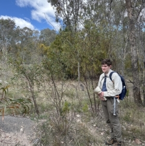 Acacia penninervis var. penninervis at Fisher, ACT - 8 Oct 2023