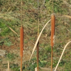 Typha domingensis (Bullrush) at Tuggeranong Homestead A.C.T. - 15 Jul 2023 by michaelb