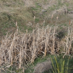 Typha domingensis at Richardson, ACT - 15 Jul 2023