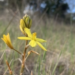 Bulbine bulbosa (Golden Lily, Bulbine Lily) at Ainslie, ACT - 8 Oct 2023 by JaneSutton