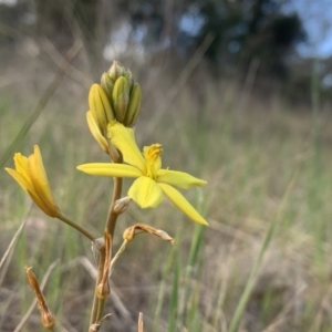 Bulbine bulbosa at Ainslie, ACT - 8 Oct 2023