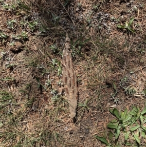 Metura elongatus at Ainslie, ACT - 8 Oct 2023