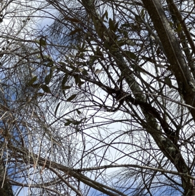 Muellerina eucalyptoides (Creeping Mistletoe) at Mount Taylor - 8 Oct 2023 by lbradley