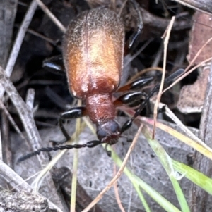 Ecnolagria grandis at Kambah, ACT - 8 Oct 2023 11:45 AM