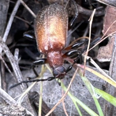 Ecnolagria grandis (Honeybrown beetle) at Mount Taylor - 8 Oct 2023 by lbradley