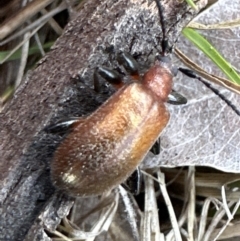 Ecnolagria grandis at Kambah, ACT - 8 Oct 2023 11:45 AM