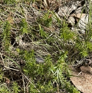 Acrotriche serrulata at Kambah, ACT - 8 Oct 2023