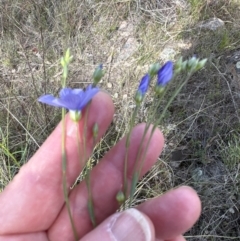 Linum marginale (Native Flax) at Kambah, ACT - 8 Oct 2023 by lbradley