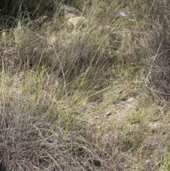 Linum marginale at Kambah, ACT - 8 Oct 2023 12:03 PM