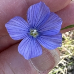 Linum marginale at Kambah, ACT - 8 Oct 2023 12:03 PM