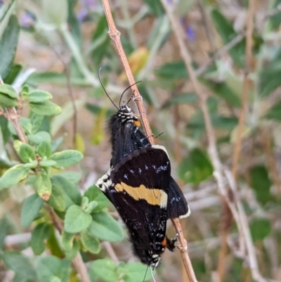 Eutrichopidia latinus (Yellow-banded Day-moth) at Gundaroo, NSW - 8 Oct 2023 by MPennay