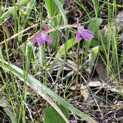 Caladenia carnea (Pink Fingers) at Belconnen, ACT - 7 Oct 2023 by sangio7