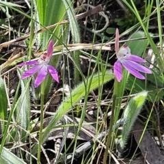 Caladenia carnea at Belconnen, ACT - 7 Oct 2023