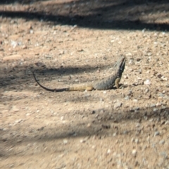 Pogona barbata (Eastern Bearded Dragon) at Mundarlo, NSW - 7 Oct 2023 by Darcy