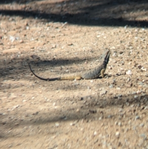 Pogona barbata at Mundarlo, NSW - 7 Oct 2023