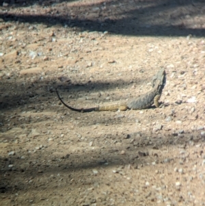 Pogona barbata at Mundarlo, NSW - 7 Oct 2023