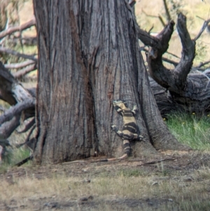 Varanus varius at Book Book, NSW - suppressed