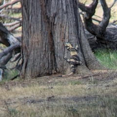 Varanus varius at Book Book, NSW - suppressed