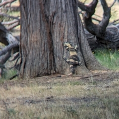 Varanus varius at Book Book, NSW - 6 Oct 2023