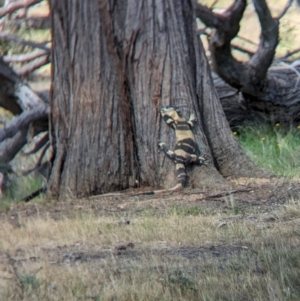 Varanus varius at Book Book, NSW - suppressed