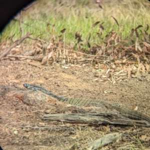 Varanus varius at Book Book, NSW - 6 Oct 2023