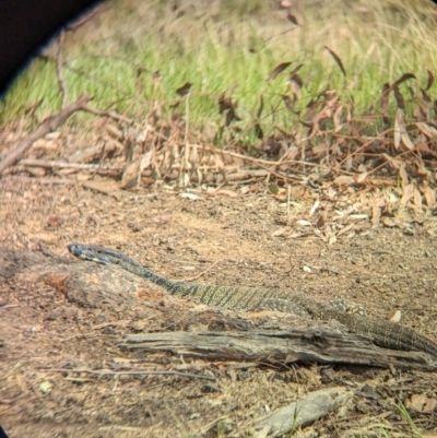 Varanus varius (Lace Monitor) at Book Book, NSW - 6 Oct 2023 by Darcy