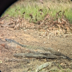 Varanus varius at Book Book, NSW - suppressed