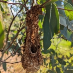 Dicaeum hirundinaceum (Mistletoebird) at Book Book, NSW - 6 Oct 2023 by Darcy