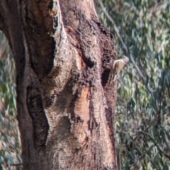 Climacteris picumnus victoriae (Brown Treecreeper) at Splitters Creek, NSW - 8 Oct 2023 by Darcy