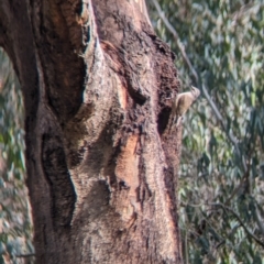Climacteris picumnus (Brown Treecreeper) at Albury - 7 Oct 2023 by Darcy