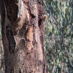 Climacteris picumnus victoriae at Splitters Creek, NSW - 8 Oct 2023