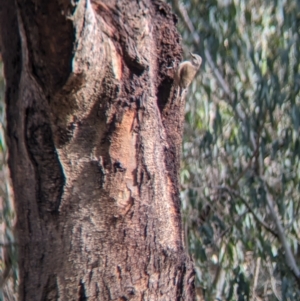 Climacteris picumnus victoriae at Splitters Creek, NSW - 8 Oct 2023 09:53 AM