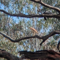 Nycticorax caledonicus (Nankeen Night-Heron) at Albury - 7 Oct 2023 by Darcy