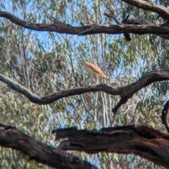 Nycticorax caledonicus at Splitters Creek, NSW - 8 Oct 2023 09:55 AM