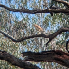 Nycticorax caledonicus at Splitters Creek, NSW - 8 Oct 2023