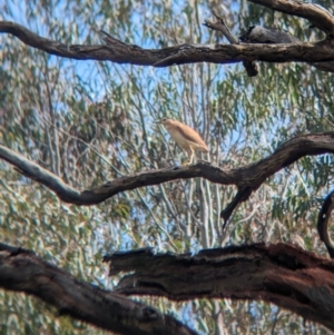 Nycticorax caledonicus at Splitters Creek, NSW - 8 Oct 2023