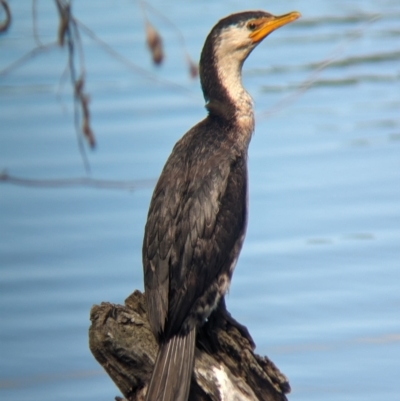 Microcarbo melanoleucos (Little Pied Cormorant) at Splitters Creek, NSW - 7 Oct 2023 by Darcy