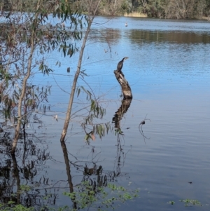 Microcarbo melanoleucos at Splitters Creek, NSW - 8 Oct 2023