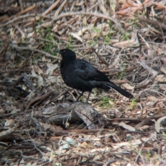 Corcorax melanorhamphos (White-winged Chough) at Splitters Creek, NSW - 8 Oct 2023 by Darcy